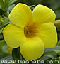 Allamanda cathartica